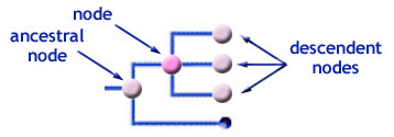 Ancestral and descendent nodes