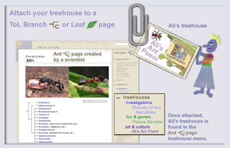 attach your treehouse to a ToL Branch page