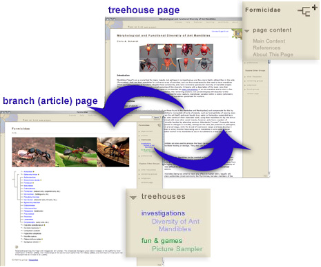 A Treehouse Page is linked to a Branch Page in the right sidebar menu, and Branch pages show treehouses that are linked to it in the right sidebar menu